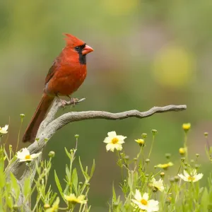 Northern Cardinal Print: Male Perched Amidst Coreopsis Flowers Northern Cardinal Print: Male Perched Amidst Coreopsis Flowers