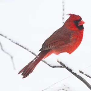 Northern Cardinal (Cardinals cardinalis), male, perched during light snowfall, St