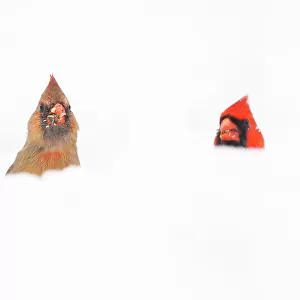 Northern Cardinals (Cardinalis cardinalis) male and female in the snow, photographed from low angle, Freeville, New York, USA. April 2020