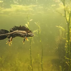 Northern crested newt (Triturus cristatus) male underwater in a pond, during the mating season