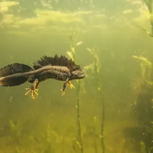 Northern Crested Newt Print: Male Underwater in Pond Northern Crested Newt Print: Male Underwater in Pond