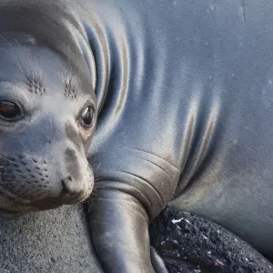 Northern elephant seal (Mirounga angustirostris) juvenile Northern elephant seal (Mirounga angustirostris) juvenile