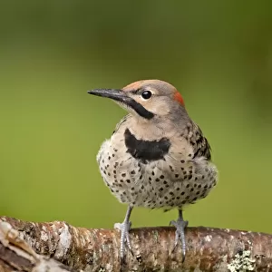 Northern flicker (Colaptes auratus) perched, Acadia National Park, Maine, USA. July