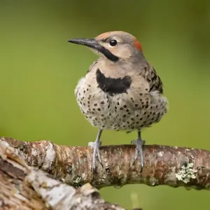 Northern Flicker Print, perched on a tree branch Northern Flicker Print, perched on a tree branch