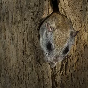 Northern flying squirrel (Glaucomys sabrinus) in nest cavity, New Brunswick, Canada