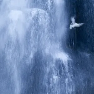 Northern fulmar (Fulmarus glacialis) in flight against a waterfall, Iceland, January Northern fulmar (Fulmarus glacialis) in flight against a waterfall, Iceland, January