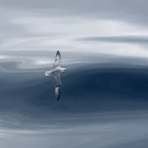 Northern Fulmar in Flight Print Northern Fulmar in Flight Print