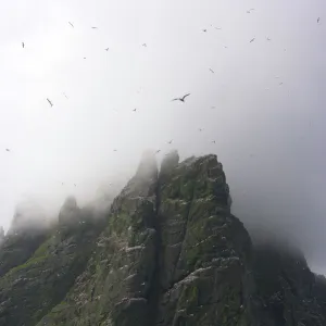 Northern gannet (Morus bassanus) colony with low clouds over cliff top, St Kilda