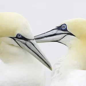 Northern Gannet (Morus bassanus), pair mutual preening. Bass Rock (East Lothian) Northern Gannet (Morus bassanus), pair mutual preening. Bass Rock (East Lothian)