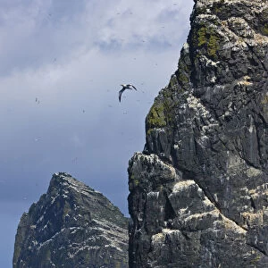 Northern gannet (Morus bassanus) colonies on Stac Lee and Stac an Armin, St. Kilda Archipielago