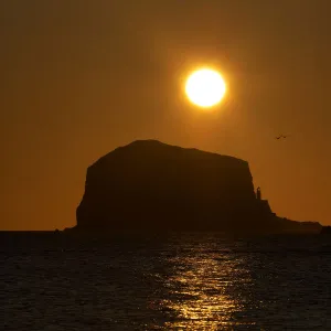 Northern gannet (Morus bassanus) colony in flight over Bass Rock at sunrise, Firth of Forth