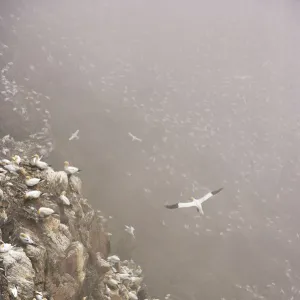 Northern gannet (Morus bassanus) colony in mist, Hermaness, Shetland Isles, Scotland