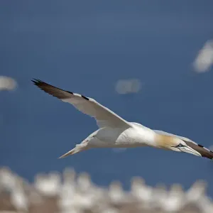 Northern Gannet in Flight Print Northern Gannet in Flight Print