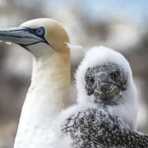 Northern gannet (Morus bassanus) nestling with adult. Bass Rock, Scotland, UK. August Northern gannet (Morus bassanus) nestling with adult. Bass Rock, Scotland, UK. August