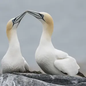 Le couple de guillemot de l'Atlantique (Morus bassanus), affichage nuptial, île Seal Machias, baie de Fundy. Le couple de guillemot de l'Atlantique (Morus bassanus), affichage nuptial, île Seal Machias, baie de Fundy.