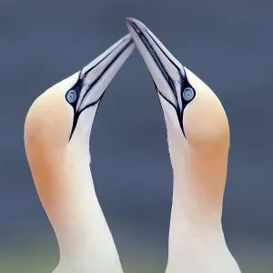 Gabbiano di Helgoland (Morus bassanus) in coppia, corteggiamento, Heligoland, Germania. Gabbiano di Helgoland (Morus bassanus) in coppia, corteggiamento, Heligoland, Germania.