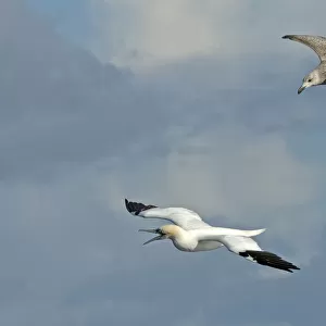 Northern gannet (Sula bassana) being mobbed by immature Great black-backed gull (Larus marinus)