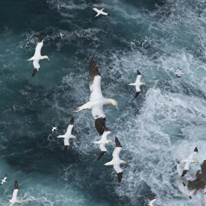 Northern gannets (Morus bassanus) in flight in Force 8 gales above raging seas. Shetland Islands