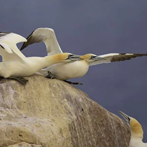 Northern gannets (Morus bassanus) on rock squabbling, Saltee Islands, Ireland, June 2009