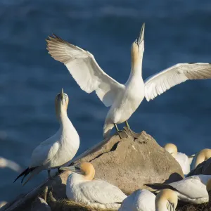 Northern gannets (Morus bassanus) performing sky-pointing display with outspread wings