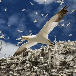 Northern gannets (Morus bassanus) colony with birds in flight, Bass Rock, Scotland, UK Northern gannets (Morus bassanus) colony with birds in flight, Bass Rock, Scotland, UK