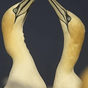 Northern gannets (Morus bassanus) displaying, Saltee Islands, Ireland, May 2008