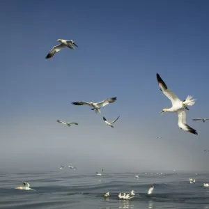 Northern gannets (Morus bassanus) diving and feeding on fish, Bempton Cliffs, Yorkshire Northern gannets (Morus bassanus) diving and feeding on fish, Bempton Cliffs, Yorkshire