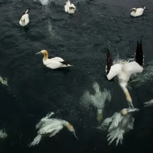 Northern gannets (Morus bassanus) diving and feeding on fish Northern gannets (Morus bassanus) diving and feeding on fish