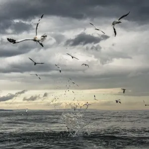 Northern gannets (Morus bassanus) diving for fish. Bempton, Yorkshire, UK. August Northern gannets (Morus bassanus) diving for fish. Bempton, Yorkshire, UK. August