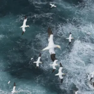 Northern Gannets in Force 8 Gales Print Northern Gannets in Force 8 Gales Print