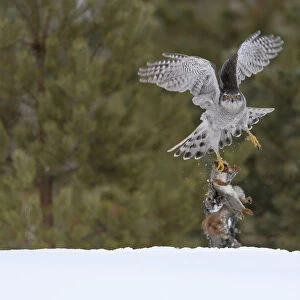 Northern goshawk (Accipiter gentilis) flying with squirrel prey, Finland. March