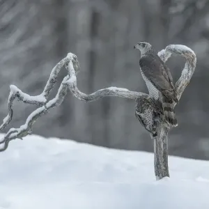 Northern goshawk print, perched on snag with grouse prey Northern goshawk print, perched on snag with grouse prey