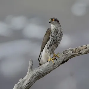 Northern Goshawk(Accipiter gentilis) on a branch, Bulgaria, February