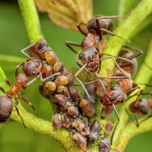 La hormiga de madera peluda del norte (Formica lugubris) obreras exprimen áfidos para obtener miel de flores, acariciando suavemente los áfidos con sus antenas, el áfido se estimula a producir una gota de miel de flores que la hormiga recoge luego. La hormiga de madera peluda del norte (Formica lugubris) obreras exprimen áfidos para obtener miel de flores, acariciando suavemente los áfidos con sus antenas, el áfido se estimula a producir una gota de miel de flores que la hormiga recoge luego.