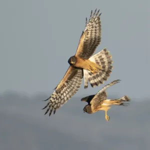 Cirujullo norteño (Circus hudsonius), dos hembras juveniles cazando. Cirujullo norteño (Circus hudsonius), dos hembras juveniles cazando.