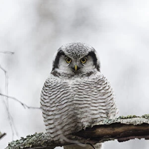 Northern hawk-owl (Surnia ulula) Jyvaskya, Keski-Suomi, Lansi- ja Sisa-Suomi / Central