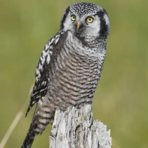 Northern Hawk Owl Print, Perched in Nome, Alaska Northern Hawk Owl Print, Perched in Nome, Alaska