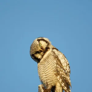 Northern Hawk Owl (Surnia ulula) preening, Varanger, Norway. June