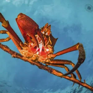 Northern kelp crab (Pugettia producta) clinging to a fallen tree branch off Vancouver Northern kelp crab (Pugettia producta) clinging to a fallen tree branch off Vancouver