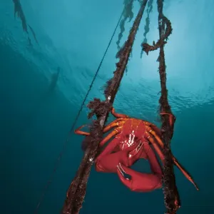 Northern kelp crab (Pugettia producta) large adult male is clinging to strands of bull