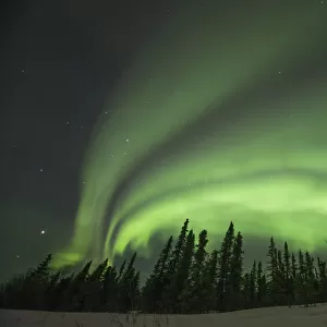 Northern lights (Aurora borealis) glowing brightly over trees along Steese Highway