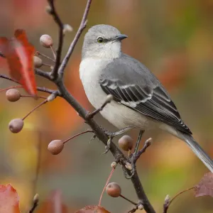 Northern Mockingbird (Mimus polyglottos) perched in Bradford Pear tree in autumn Northern Mockingbird (Mimus polyglottos) perched in Bradford Pear tree in autumn