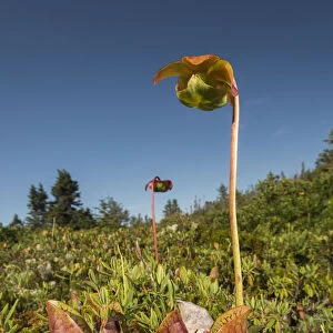 Northern pitcher plant (Sarracenia purpurea) photographed on Borgles Island