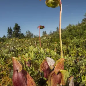 La plante carnivore du nord (Sarracenia purpurea) photographiée sur l'île Borgles. La plante carnivore du nord (Sarracenia purpurea) photographiée sur l'île Borgles.