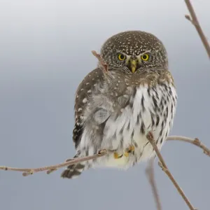 Northern Pygmy owl (Glaucidium gnoma) adult in tree in winter, Okanogan County, Washington Northern Pygmy owl (Glaucidium gnoma) adult in tree in winter, Okanogan County, Washington