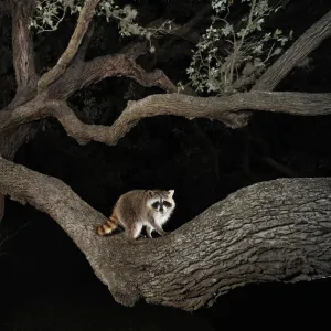 Northern raccoon (Procyon lotor) young at night climbing live Oak tree (Quercus virginiana) Dinero