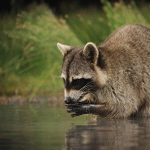 Northern Raccoon (Procyon lotor) feeding at edge of wetland lake. Fennessey Ranch