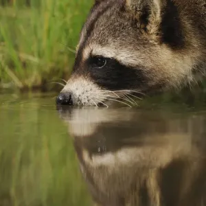 Northern Raccoon (Procyon lotor) drinking from wetland lake with reflections. Fennessey Ranch Northern Raccoon (Procyon lotor) drinking from wetland lake with reflections. Fennessey Ranch
