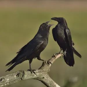 Northern Raven Print - Perched Pair on Branch Northern Raven Print - Perched Pair on Branch