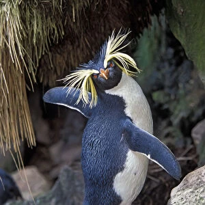 Northern Rockhopper Penguin (Eudyptes moseleyi) Gough and Inaccessible Islands UNESCO